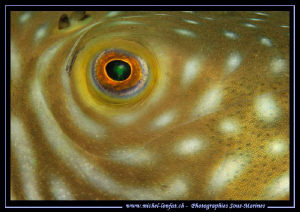 The details and the eye of a Pufferfish in the waters of ... by Michel Lonfat 